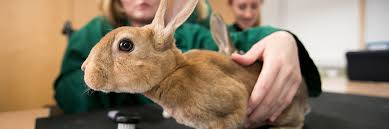 Why study an animal care course with us? Getting Ahead Work Animal Care Courses Hsdc South Downs