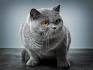 8 Most Fabulous Gray Cat Breeds And Their Characteristics