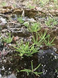 Image result for Montiniaceae