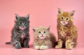 Il colore della festa è il verde,. Maine Coon Carattere Educazione E Aspetto Di Questo Gatto