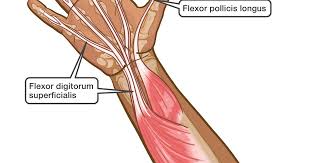 Flexor tendon pulley system consists of annular ligaments of the fingers or a pulleys, and cruciate pulleysor c pulleys. Flexor Tendon Repair And Rehabilitation