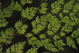 Image result for Vandenboschia