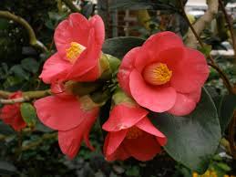 Image result for Theaceae