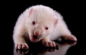 This is also a sign of deafness in white ferrets. Common Ferret Types And Their Characteristics Lovetoknow
