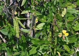 Image result for Vigna luteola