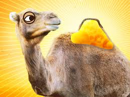 This is 'walk' and 'run' are the verbs to use for slow and fast travel. Camels Use Their Humps For Food Storage During Long Treks