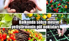 Örneğin alçak dondurma kapları, küçük sarelle kutuları olukyor kırmızı biber, patlıcan yetiştirenleriniz vardır, bunlar için ise en ideal saksı 1.8 litrelik küçük saksılar birer tane olmak. Balkonda Sebze Meyve Nasil Yetistirilir Indigo Dergisi