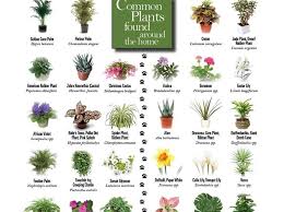 Flowers toxic to dogs that are commonly used in flower arrangements; Toxic Plants For Dogs What To Do In Case Of Intoxication