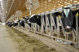 Food Safety And Milk Cow House Dairy Cows Dairy Farms