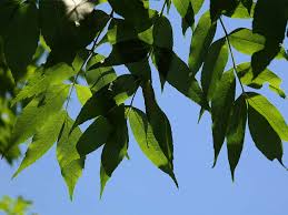 As it is still very early spring there are no buds or leaves to examine, just the seed pods left from last year, the bark (thick and rough) and the heartwood that i have revealed on my staff. 15 Trees Every Outdoor Lover Should Learn To Identify