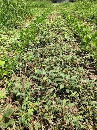 You can use the roundup function to round any real number up to the number of digits you she is certified in microsoft application and served as the newsletter editor for officeusers.org. Plan B For Palmer Escapes After Dicamba Or 2 4 D Ut Crops News