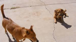 Obedience training, housebreaking, diet & nutrition, grooming Helping A Dog With Trust Issues Pethelpful