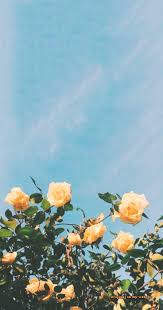 Lock Screen Wallpapers Aysun In 2020 Cute Flower Wallpapers Cute Home Screen Wallpaper Lock Screen Wallpaper Iphone