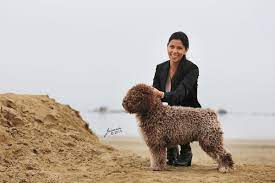 200 Cockapoos Ideas In 2021 Puppies Cute Dogs Dogs