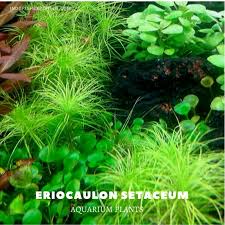 Image result for Eriocaulon setaceum