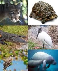 Florida Everglades Endangered Animals Endangered Animals Animals Everglades Florida