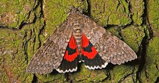 Das Rote Ordensband Ist Schmetterling Des Jahres 2015 Gut Getarnt Mit Schockeffekt Das Rote Ordensband Catocala Nupta Ist D Schmetterling Nachtfalter Falter