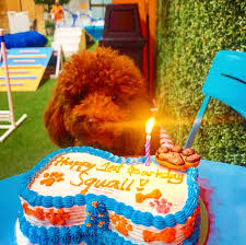 Pet bakery near me cat. 5 Shops Where You Can Order Cakes For Your Pets Philippine Primer