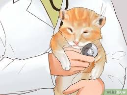 Long blonde hairstyles have always been associated with femininity, grace and elegance. How To Care For American Longhair Cats With Pictures Wikihow