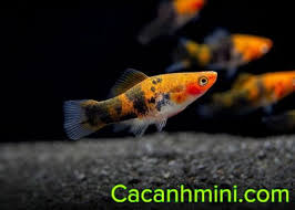 Chiem Ngưỡng Cac Loại Ca Mun Koi đẹp Hiếm Co Kho Tim Trong 2020 Koi Ngựa Vằn Ca Ngựa