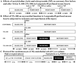 Many of us work routinely with people from other cultures and backgrounds. Plos One Impairment Of Endothelial Myocardial Interaction Increases The Susceptibility Of Cardiomyocytes To Ischemia Reperfusion Injury
