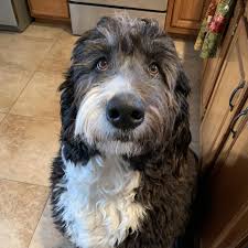 Josh Thomas and Courtney Kahle's Wedding Website