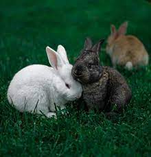 Male Vs Female Rabbits What Are The Differences Bunnyowner Com