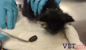 Image result for cuterebriasis in dogs