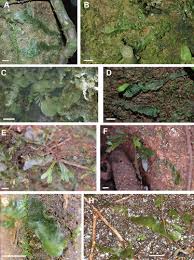 Image result for Lomariopsis guineensis