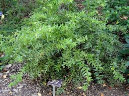 Image result for Agarista salicifolia