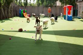 Maybe you would like to learn more about one of these? Urban Tails Pet Resort Reviews Facebook