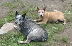 Red Blue And Queensland Heeler Queensland Heeler A Dog Of