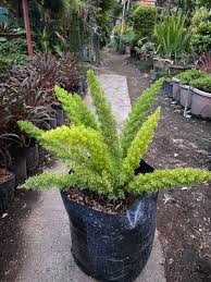 We did not find results for: Now Available Foxtail Fern Rachel S Ornamental Plants Facebook