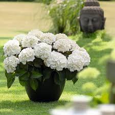 Hortensie Kanmara Weiss Hortensien Garten Hortensien Pflanzen