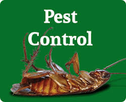 Onstar pest control has been exterminating in modesto as well as surrounding stanislaus and san joaquin counties for well over 18 years. Modesto Pest Control Bj S Consumer S Choice Pest Control