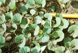 Image result for Merremia