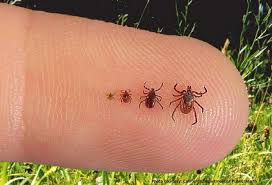 It S Tick Season Here S What You Need To Know About Lyme Disease Phillyvoice