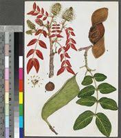 Image result for Brachystegia spiciformis