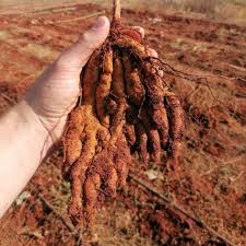 Image result for Coleus esculentus