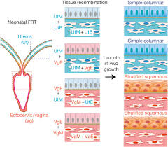 Image result for Vaginal Pooling