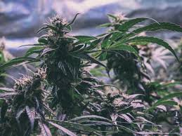 Also, you will want the entry point to have a lock on it. Growing Cannabis In Your Basement Garage Or Bedroom