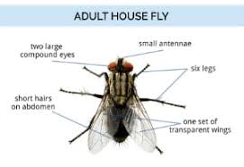 Natural oils like lavender oil, eucalyptus oil, peppermint oil and lemon grass oil, are another great way to keep flies at bay. How To Get Rid Of House Flies Control Prevention Guide