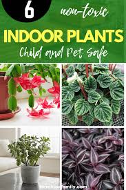 Child And Pet Safe Houseplants 6 Non Toxic Indoor Plants House Plants Indoor Safe House Plants Easy House Plants
