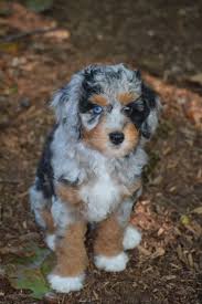 We breed for the best traits the aussiedoodle is the super clever hybrid produced by crossing the poodle with the austrailian shepherd. Aussiedoodle Mi