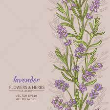Lavender Vector Background Trendy Flowers Flower Graphic Tea Illustration