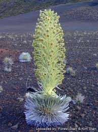 Image result for Schoenoxiphium