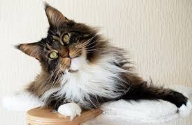 Naming your maine coon cat. Is My Cat Part Maine Coon