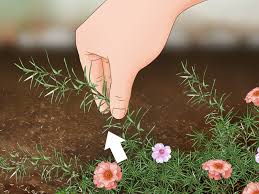 This mix of portulaca seeds offers a collection of some of the. 4 Ways To Grow Moss Rose Wikihow