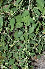 Image result for Chenopodium olukondae