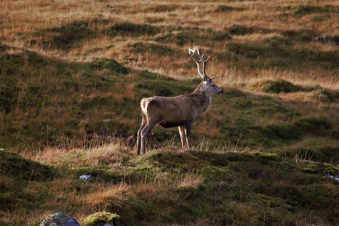A Guide to British Deer Stalking